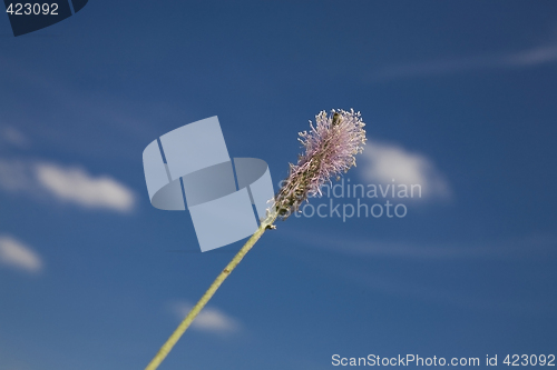 Image of flower