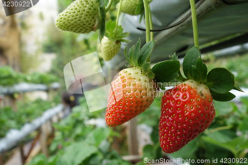 Image of Fresh strawberries that are grown in greenhouses