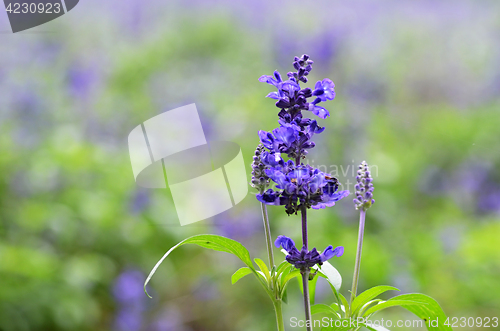 Image of Blooming blue bugleweeds Ajuga