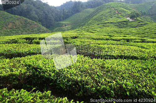 Image of Tea plantation located in Cameron Highlands