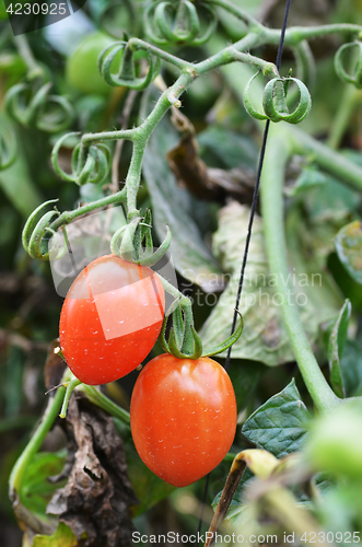 Image of Fresh red tomatoes