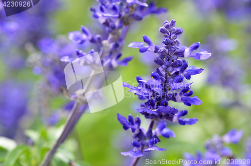 Image of Blooming blue bugleweeds Ajuga