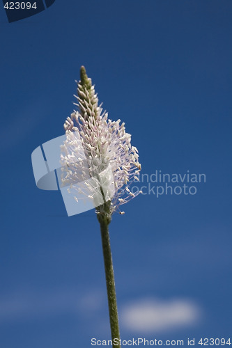 Image of flower