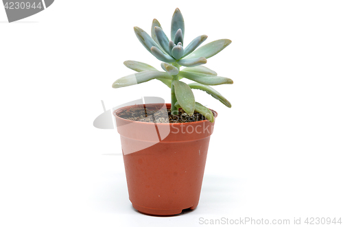 Image of Sedum succulent plant with green fleshy leaves