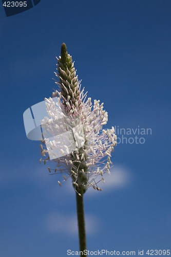 Image of flower