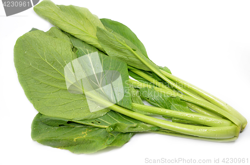 Image of Choy sum vegetable