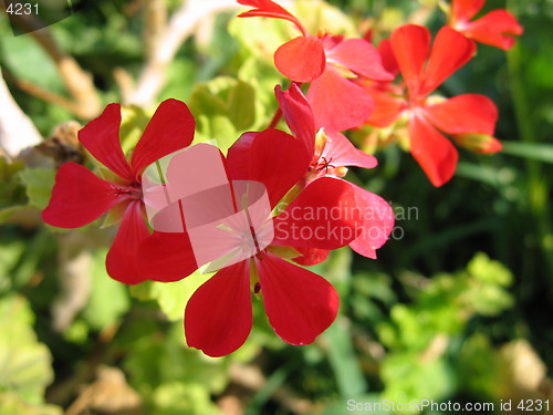 Image of Red flower attack