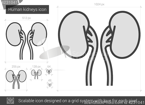 Image of Human kidneys line icon.