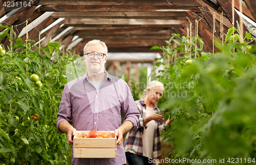 Image of old couple with box of tomatoes at farm greenhouse