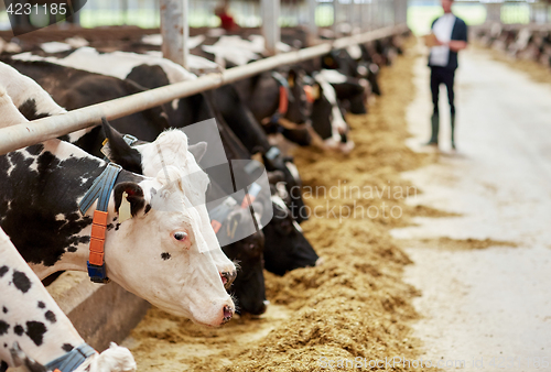 Image of herd of cows eating hay in cowshed on dairy farm