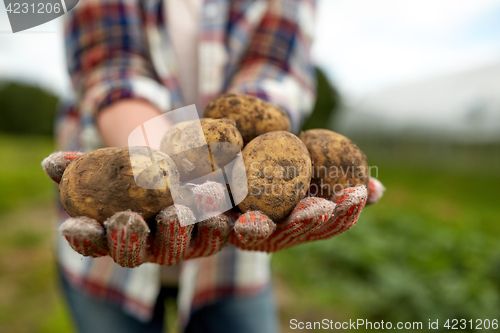 Image of farmer hands holding potatoes at farm