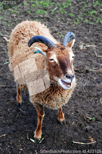 Image of Primitive Soay Breed