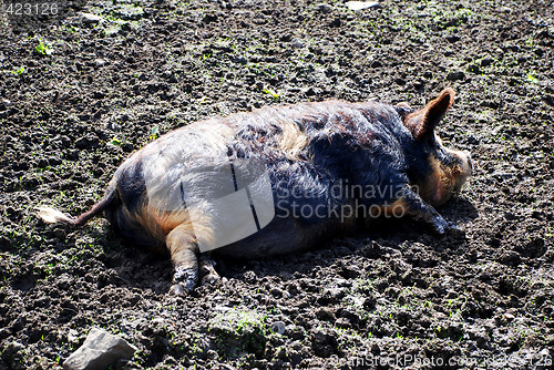 Image of As Happy As a Pig in Muck