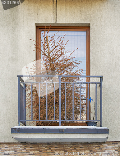 Image of Dead dry christmas tree