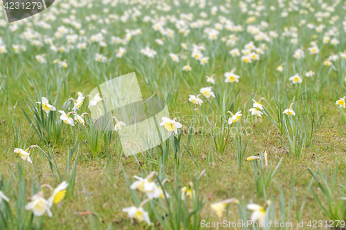 Image of Field of narcissus flowers