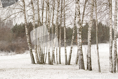 Image of birch trees in winter