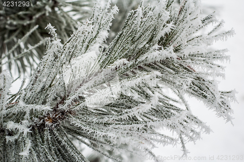 Image of Pine needles covered with frost, close-up