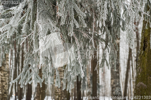 Image of The fog in the winter, the trees covered with hoarfrost