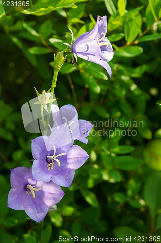 Image of Flowering bells, close-up