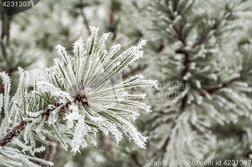 Image of Pine needles covered with frost, close-up