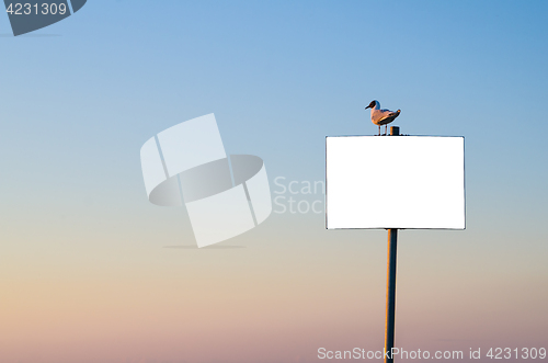 Image of Seagull sitting on banner on sunset sky background