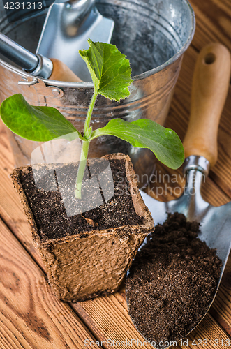 Image of Seedlings zucchini and garden tools on a wooden surface