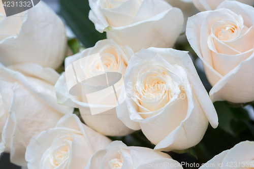 Image of white roses. Soft focus and blurred background