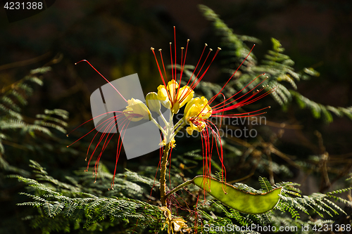 Image of Caesalpinia gilliesii