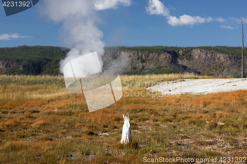 Image of Yellowstone National Park, Utah, USA