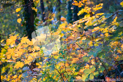 Image of Autumn Forest