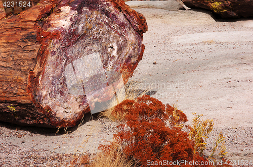 Image of Petrified-Forest-National-Park, Arizona, USA