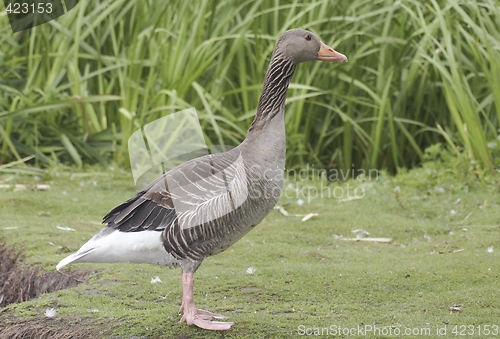 Image of Greylag Goose.