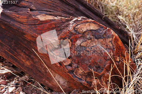 Image of Petrified-Forest-National-Park, Arizona, USA