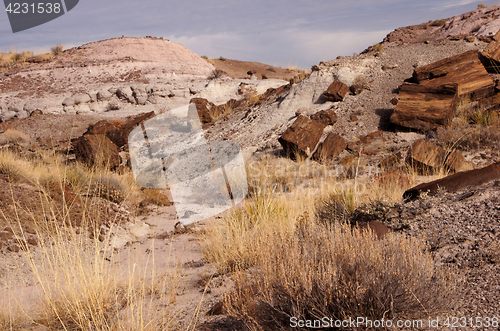 Image of Petrified-Forest-National-Park, Arizona, USA