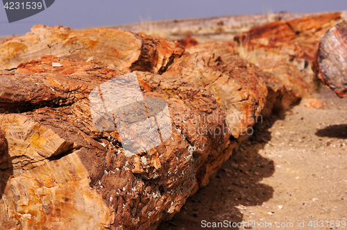 Image of Petrified-Forest-National-Park, Arizona, USA