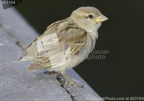 Image of House Sparrow.