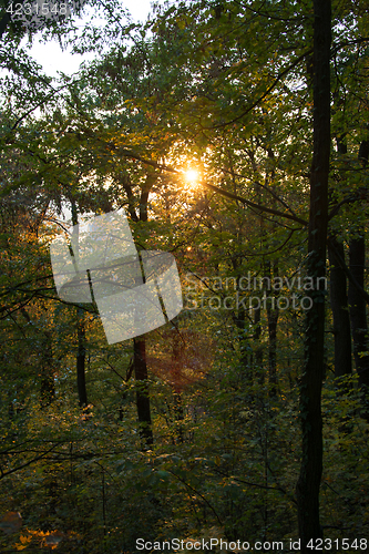 Image of Autumn Forest