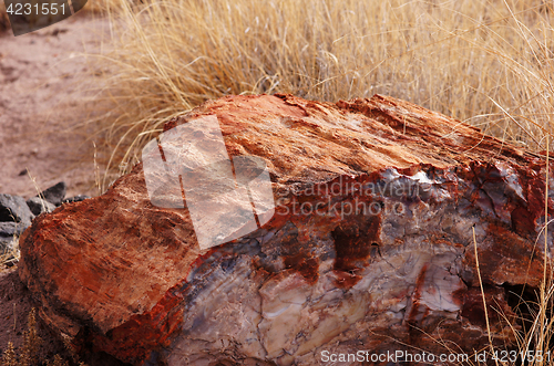 Image of Petrified-Forest-National-Park, Arizona, USA