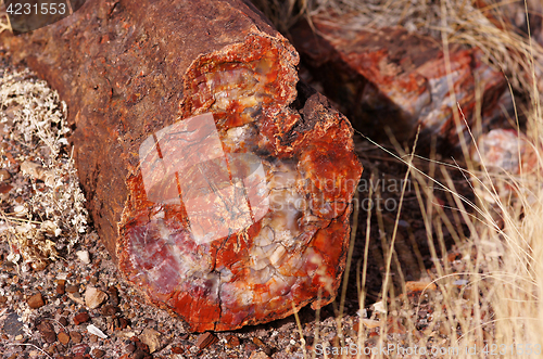 Image of Petrified-Forest-National-Park, Arizona, USA