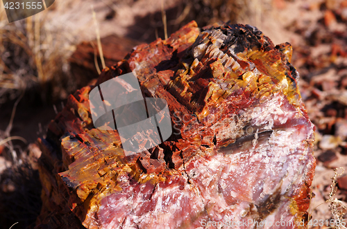 Image of Petrified-Forest-National-Park, Arizona, USA