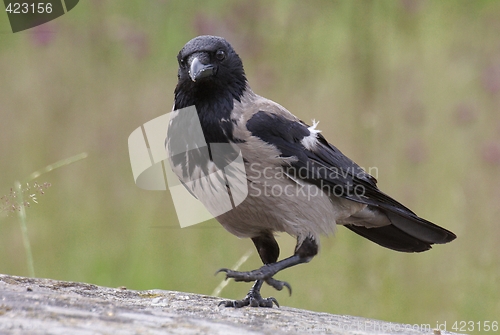 Image of Hooded Crow.