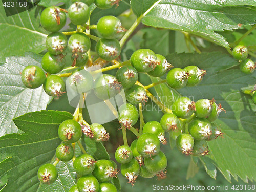 Image of Green ashberry tree