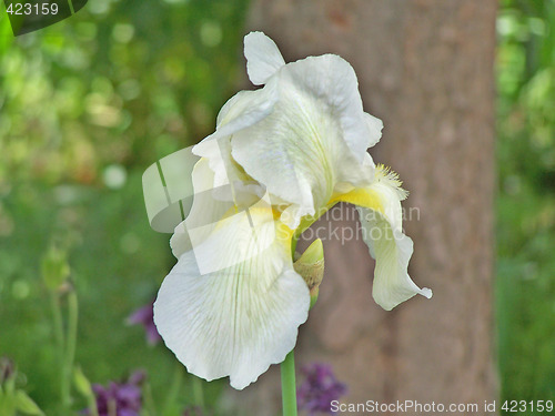 Image of White iris