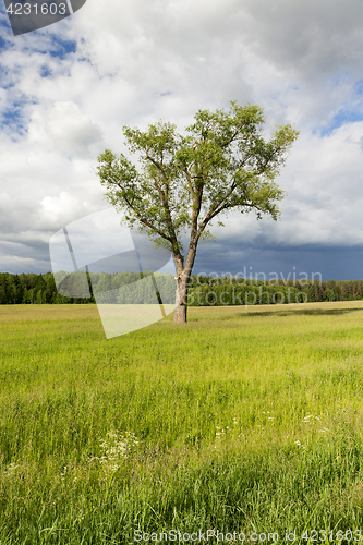 Image of tree in the summer