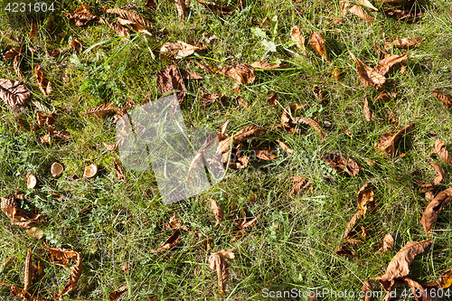 Image of nuts Chestnut autumn