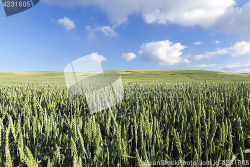 Image of Field with cereal