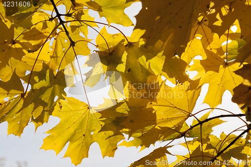 Image of yellowed maple trees in autumn