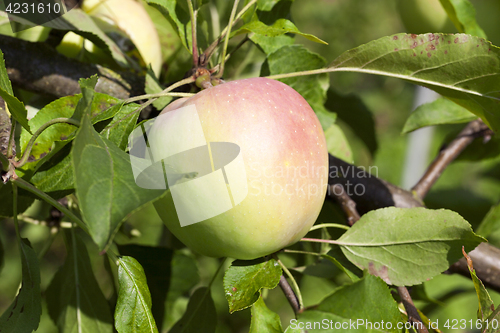 Image of apples on the tree