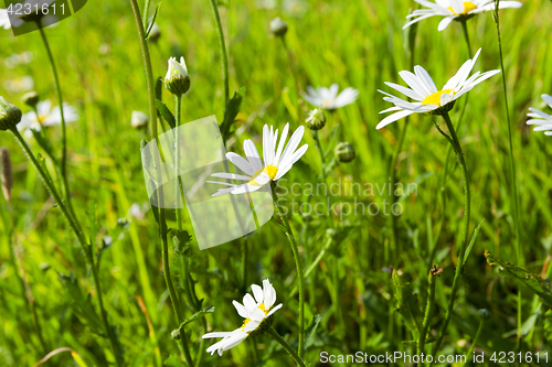 Image of camomile flower close-up