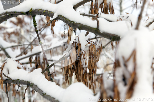 Image of trees in the snow